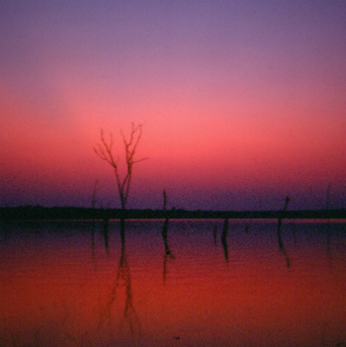 Drowned woodland, Lake Kariba, Zambia