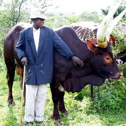 Long horned Ankole bull, Uganda